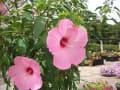 水生植物公園の花