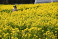 愛知牧場の菜の花畑