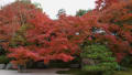 2011年東山の紅葉