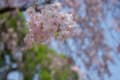 土呂～大宮にて桜の撮影