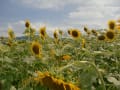 8月3日　富岡市丹生湖ひまわり畑