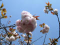 三重県民の森での花散策！