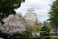 姫路城の桜