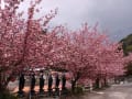 大分市塚野「一心寺」ぼたん桜