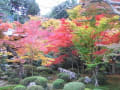 円光寺の紅葉