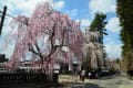 角館の桜2017