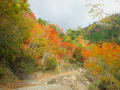 高知県香美市の中都山と林道沿いの紅葉