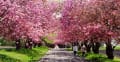 石崎地主海神社・桜のトンネル２０１７年５月１８日