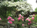 茨城県・フラワーパークの藤の花とボタンの花を