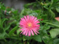 ベランダの花と道端の紫陽花