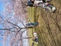 荒川区の舎人公園に自分の桜があります