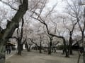 千鳥ヶ淵の桜