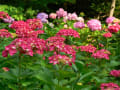 京都府立植物園　2009