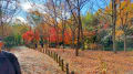 馬見丘陵公園の初冬