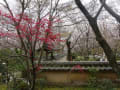 京都　西山の桜