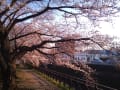 天神川の桜 2012.04.07