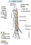 [6]5-20-17-長橈側手根伸筋　c.jpg