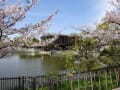 枚方山草会　2025・春の山野草展示会