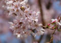 満開の桜―四季の森公園