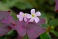 花　気ままに写して