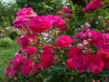 ソバの花、ジャガイモの花、薔薇の花・・・家庭菜園にて～