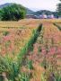 米屋の親父の配達日記325号：ダイシモチの稔る畑を眺めながら