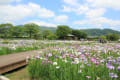 花菖蒲開花の季節