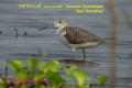 [20]Common Greenshank6Feb2011-09p-s.jpg