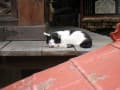 [50]石手寺の猫