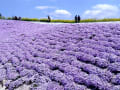 シバザクラ『花夢の里ロクタン』芝桜まつり