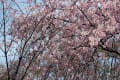 東京都北の丸公園のしだれ桜