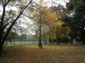 砧公園の銘木百選のクヌギとしまさるすべりその他の紅葉　平成30年12月right wise