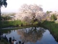 福岡県久留米市の「浅井の一本桜」