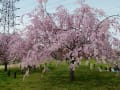 大仙公園と周辺の桜（２０１４年３月３１日）