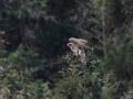 サシバの飛び出し
