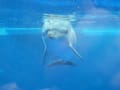 京都水族館２０１２年６月