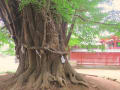 埼玉県安行峯が岡八幡神社、　樹齢600年のイチョウの巨樹　8