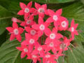 [640]pentas08191.jpg