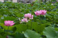 伊賀八幡宮の蓮の花