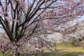 吉野公園の桜