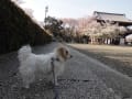 2013年　春　花と犬