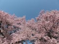 高遠城址公園の天下一の桜