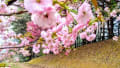 梓川公園の桜
