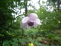 癒しの森・・・・・赤城自然園