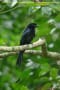 [30]Greater racket-tailed Drongo27July2011-03p-s.jpg