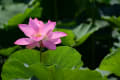 烏丸半島の蓮＆水生植物公園みずの森　２０１５・８・８