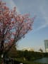 [75]皇居外苑と桜