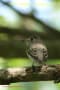 [22]Asian Brown Flycatcher8Nov2011-07p-s.jpg