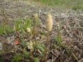 春を感じる植物・・・タンポポ、つくし、ソメイヨシノ等々～