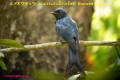 [14]Bronzed Drongo11Feb2014-01b-s.jpg